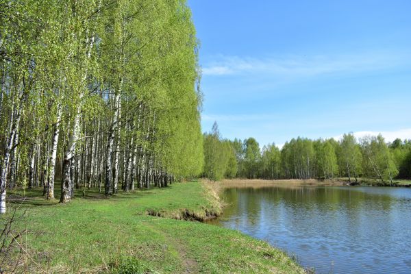 Cost of River Birch Pruning in Lake Mary