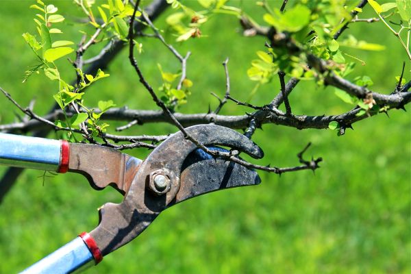 Cost of Branches Pruning in Lake Mary