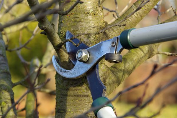 Cost of Tree Limb Trimming Service in Lake Mary