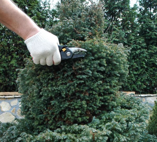 Cost of Ornamental Tree Trimming in Lake Mary