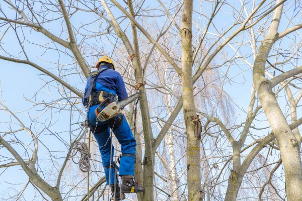 Cost of Large Tree Trimming in Lake Mary