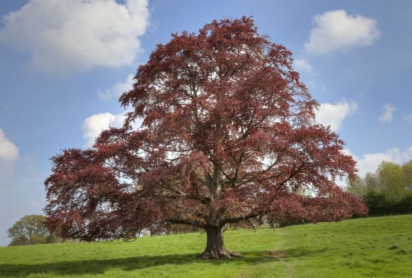 Cost of Beech Tree Pruning in Lake Mary
