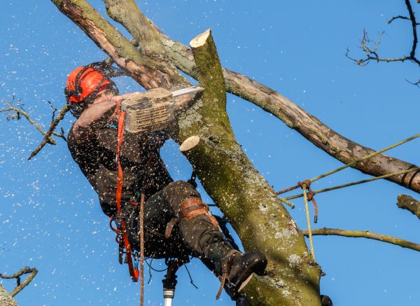 Tree Trimming Service in Lake Mary