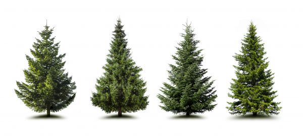 Cost of Pine Tree Trimming in Lake Mary