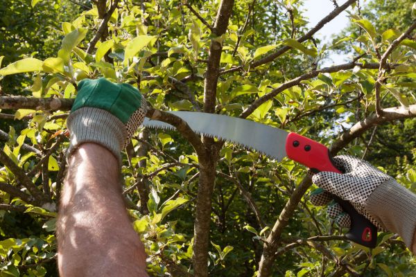 Apple Tree Trimming in Lake Mary