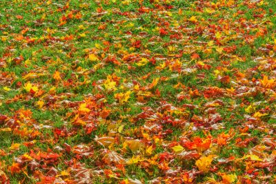 Close-Up of Fallen Leaves on Lawn